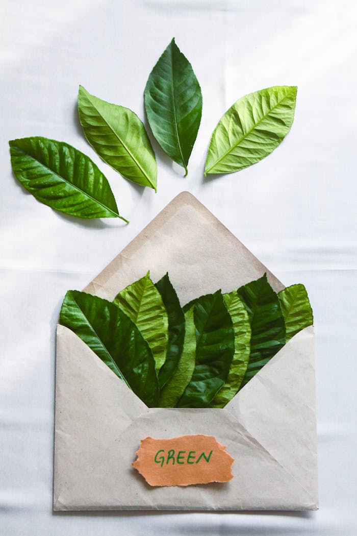 Envelope filled with green leaves on white background, symbolizing eco-friendly messaging.