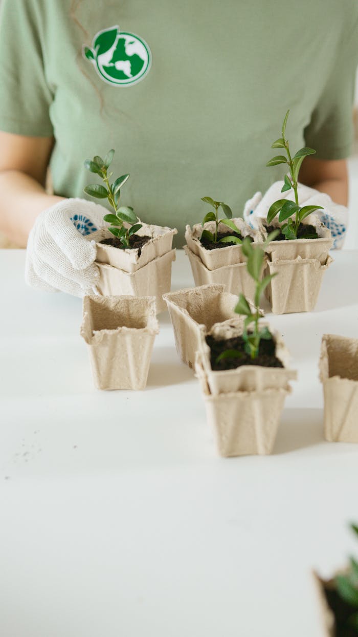 Person in gloves planting seedlings in biodegradable pots on a white table.